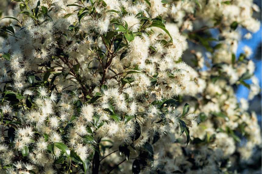 12 Best Low Maintenance Hedge Plants Australia Yard Work