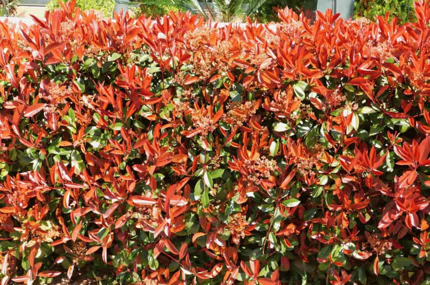 12 Best Low Maintenance Hedge Plants Australia Yard Work