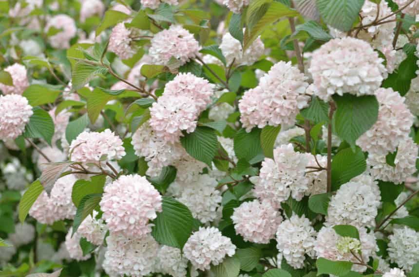 12 Best Low Maintenance Hedge Plants Australia Yard Work