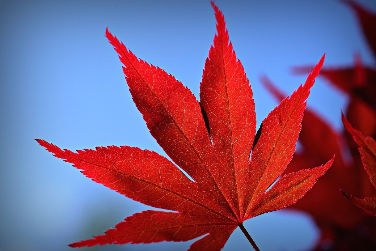 8 Winter Plants That Thrive in Cold Climates YardYum Garden Plot