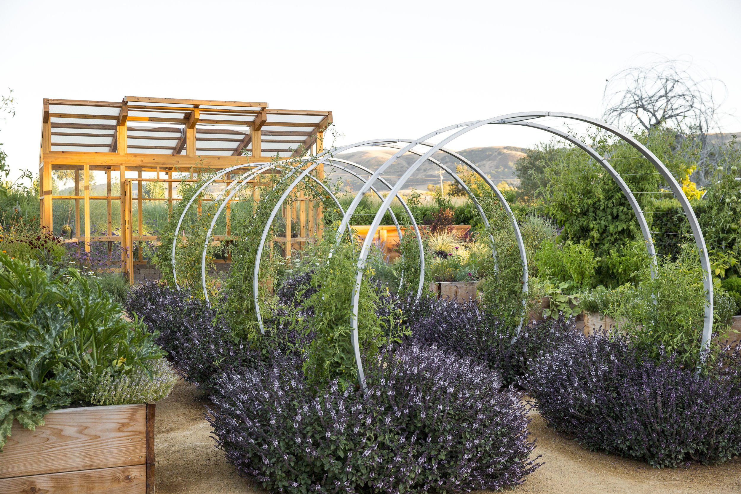 Front Yard Edible Garden Design for a Bay Area Bungalow Yardzen