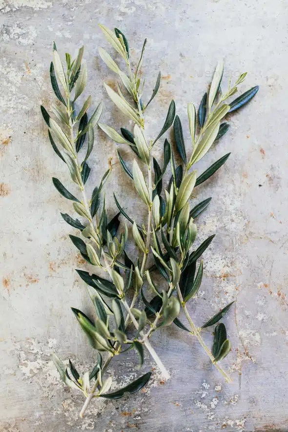 Creating the Perfect Planting Plan for Your Cut Flower Garden Yardzen