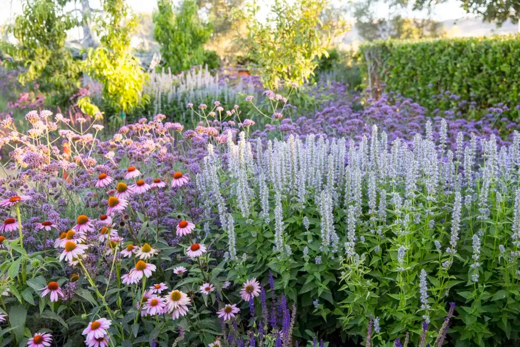 Creating the Perfect Planting Plan for Your Cut Flower Garden Yardzen