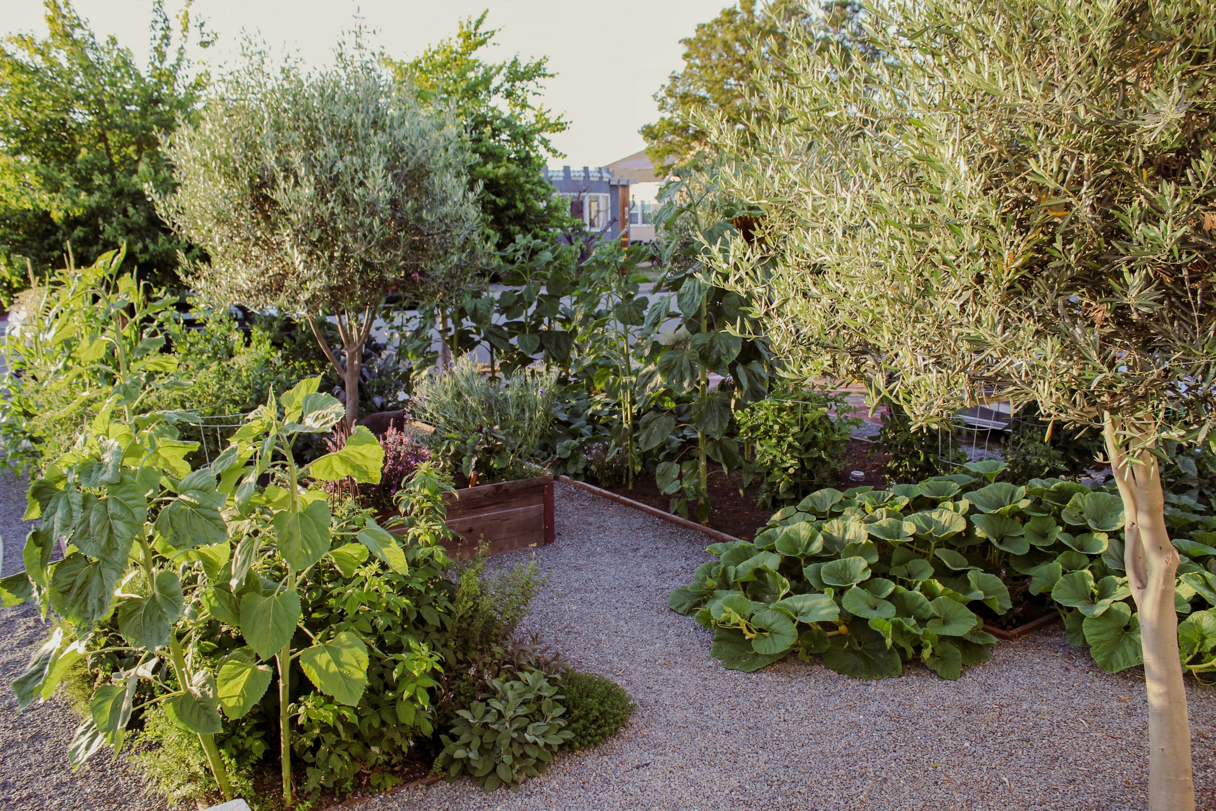 Front Yard Edible Garden Design for a Bay Area Bungalow Yardzen