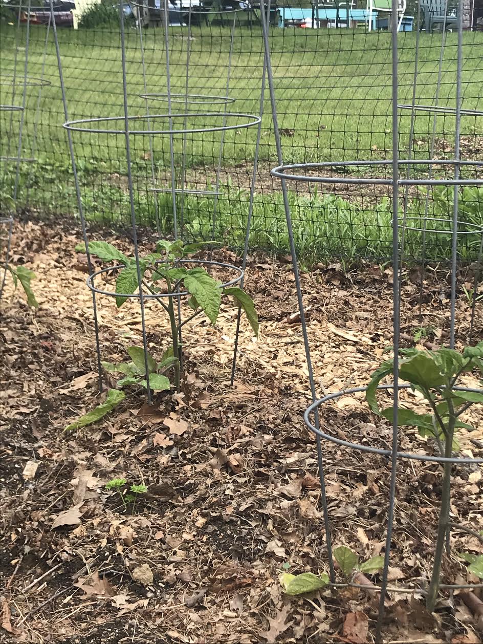 News Yarmouth Community Garden