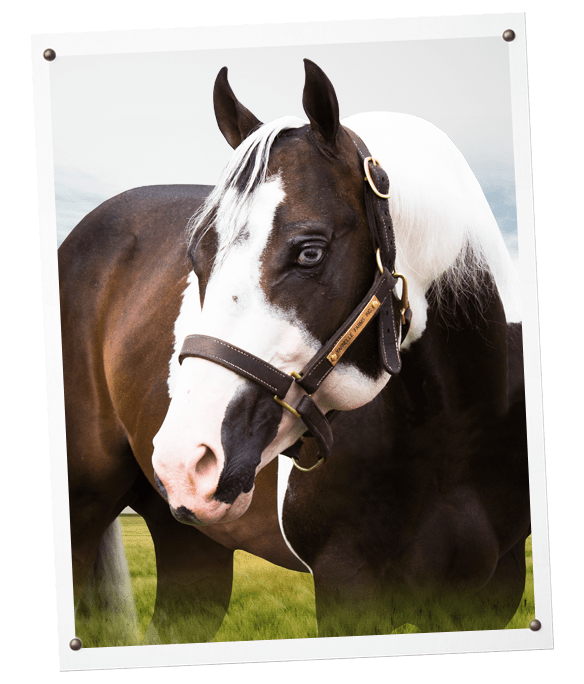 Guaranteed Yarnelle Farms