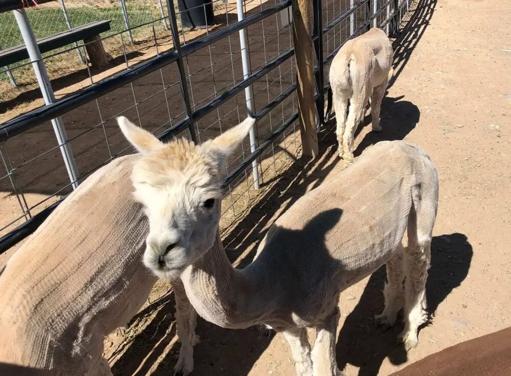 Alpaca Fiber Vs Sheep Wool Which Fiber is Best Yarnhustler