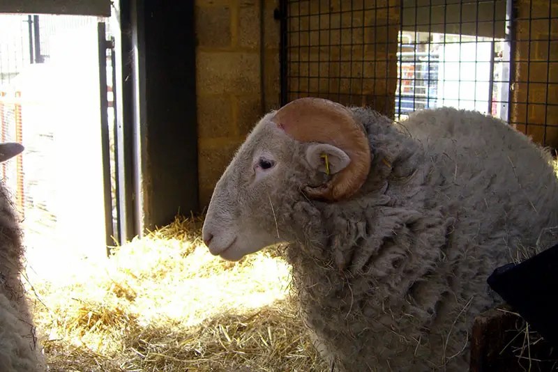 23 Best Wool Sheep Breeds Different Than Merino Yarnhustler