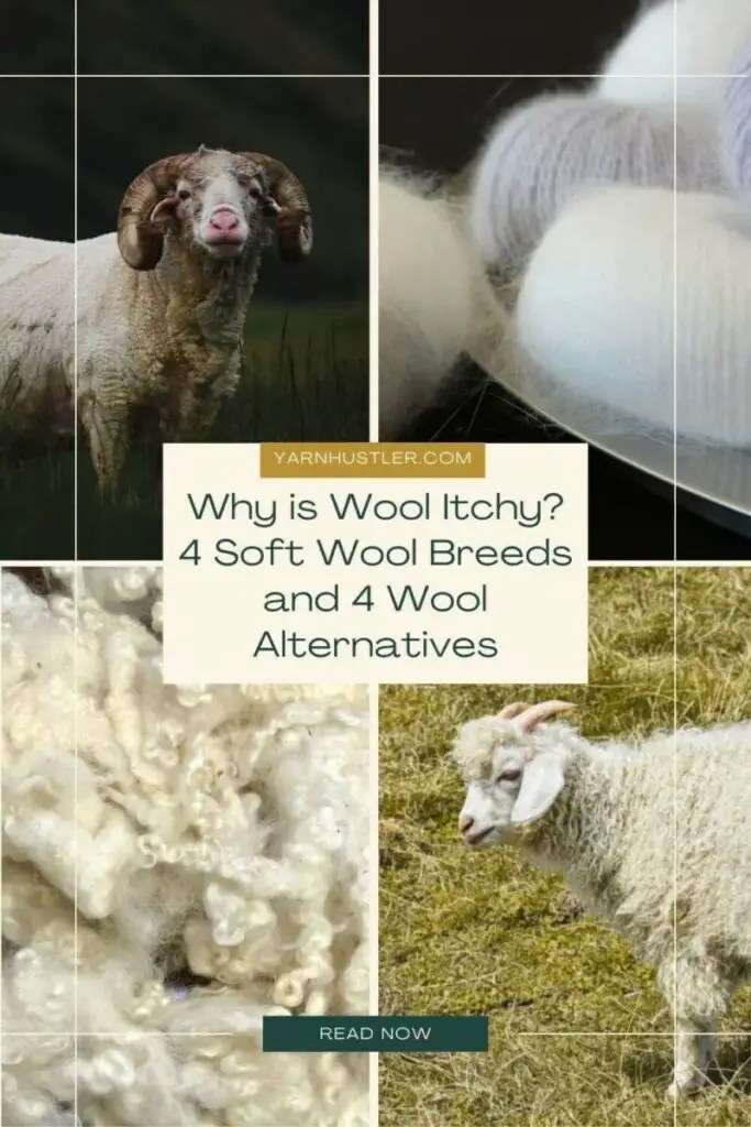 Why Is Wool Itchy? (4 Wool Breeds That Are Soft On Skin) Yarnhustler