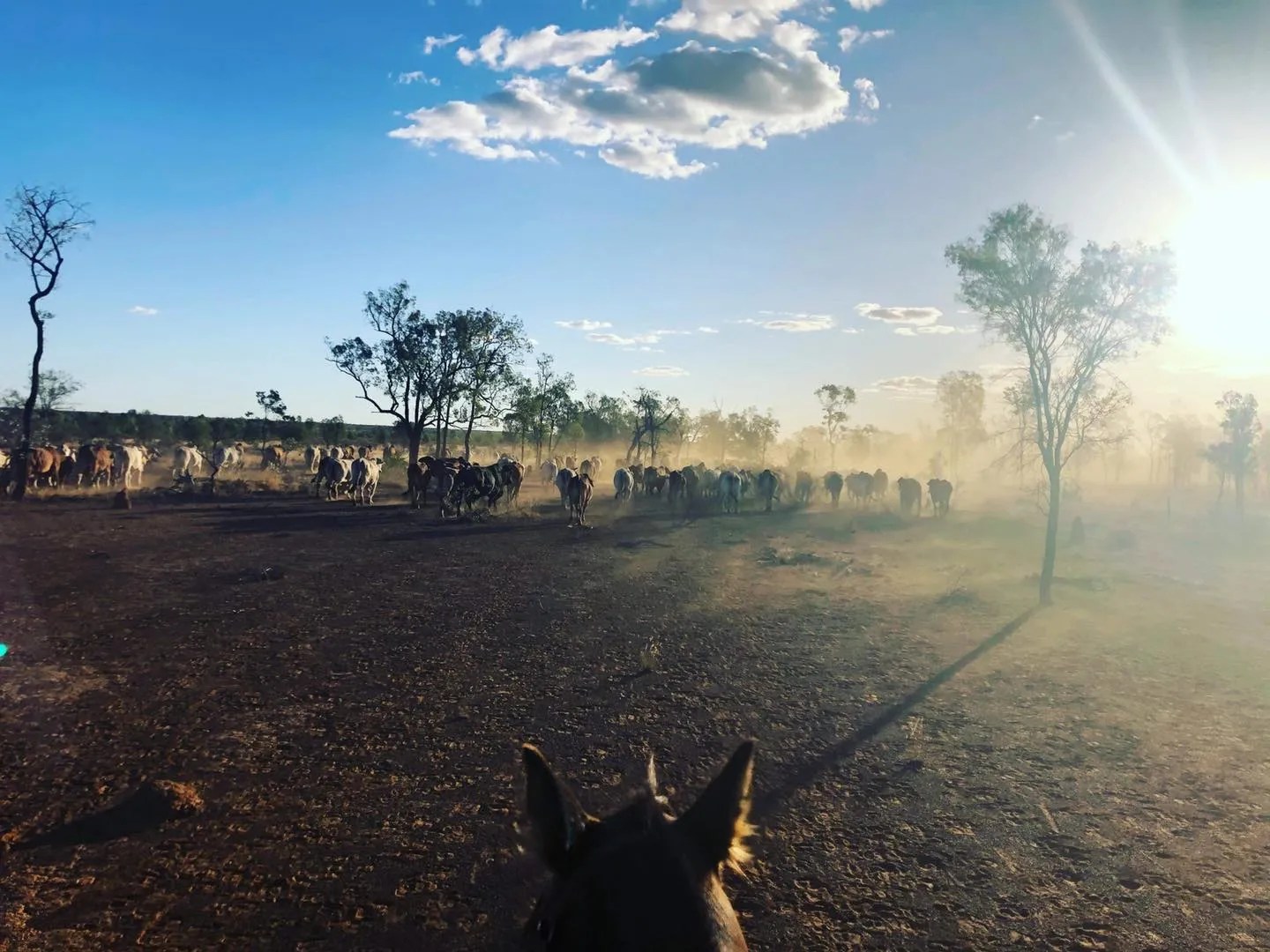 ABOUT Yarrawonga Cattle Co