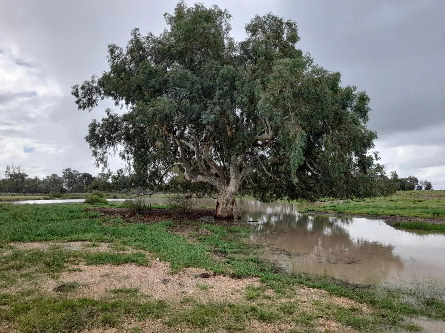 ABOUT Yarrawonga Cattle Co