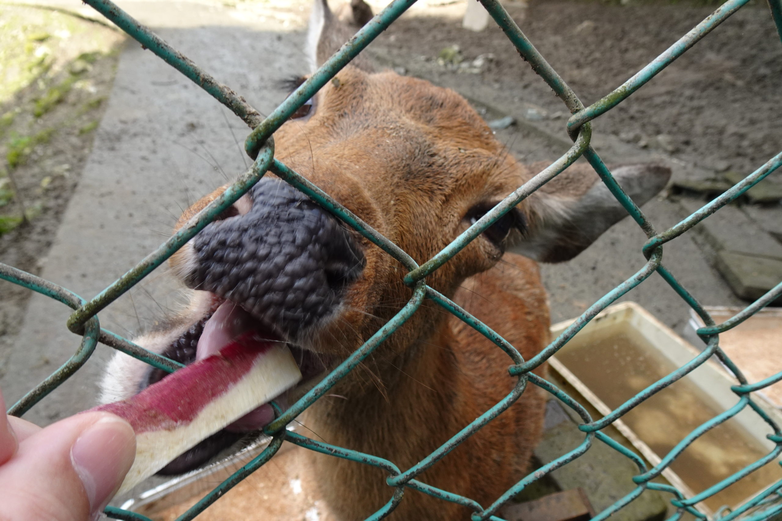 宝登山小動物公園 秩父・長瀞 YAS的なモノ
