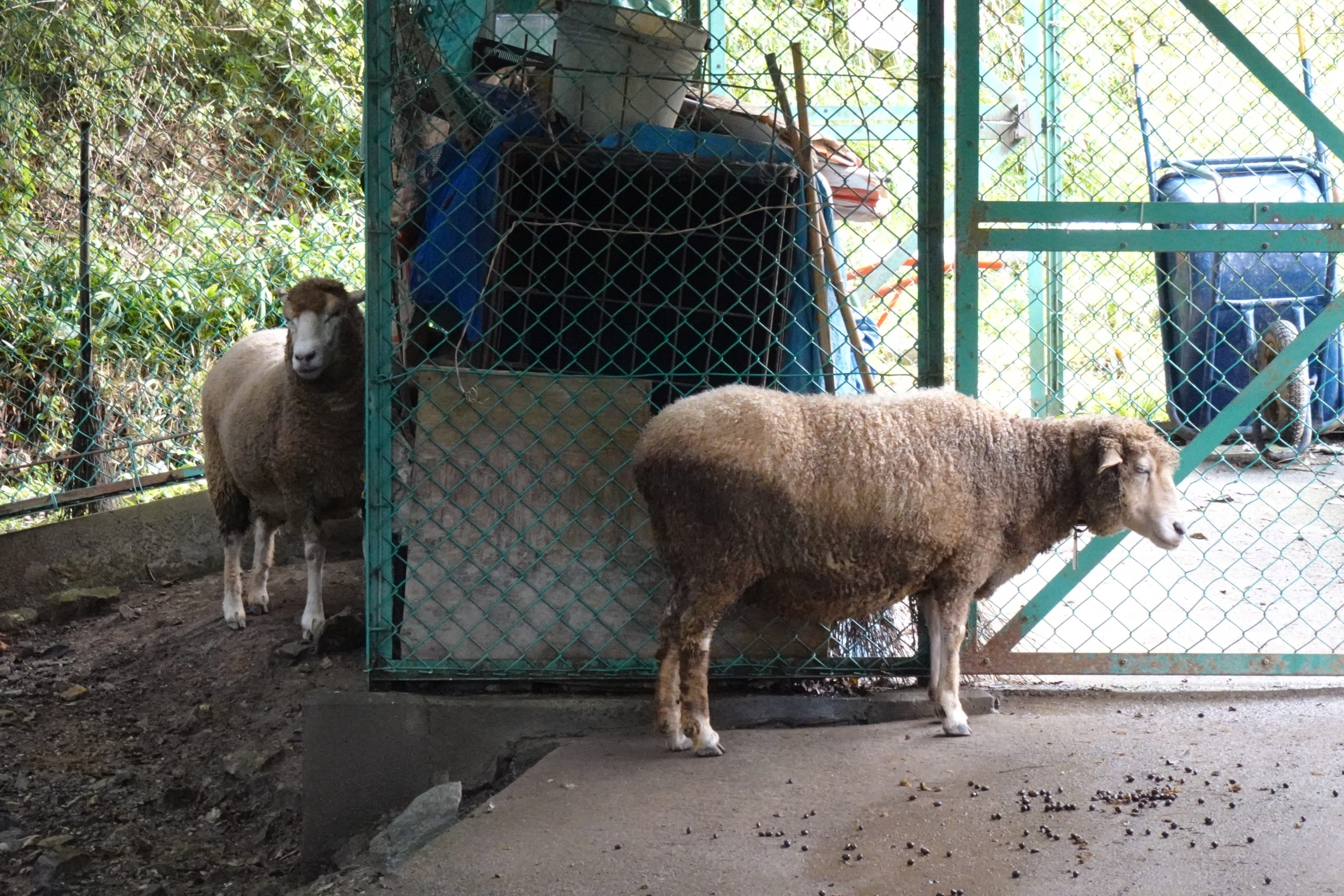 宝登山小動物公園 秩父・長瀞 YAS的なモノ