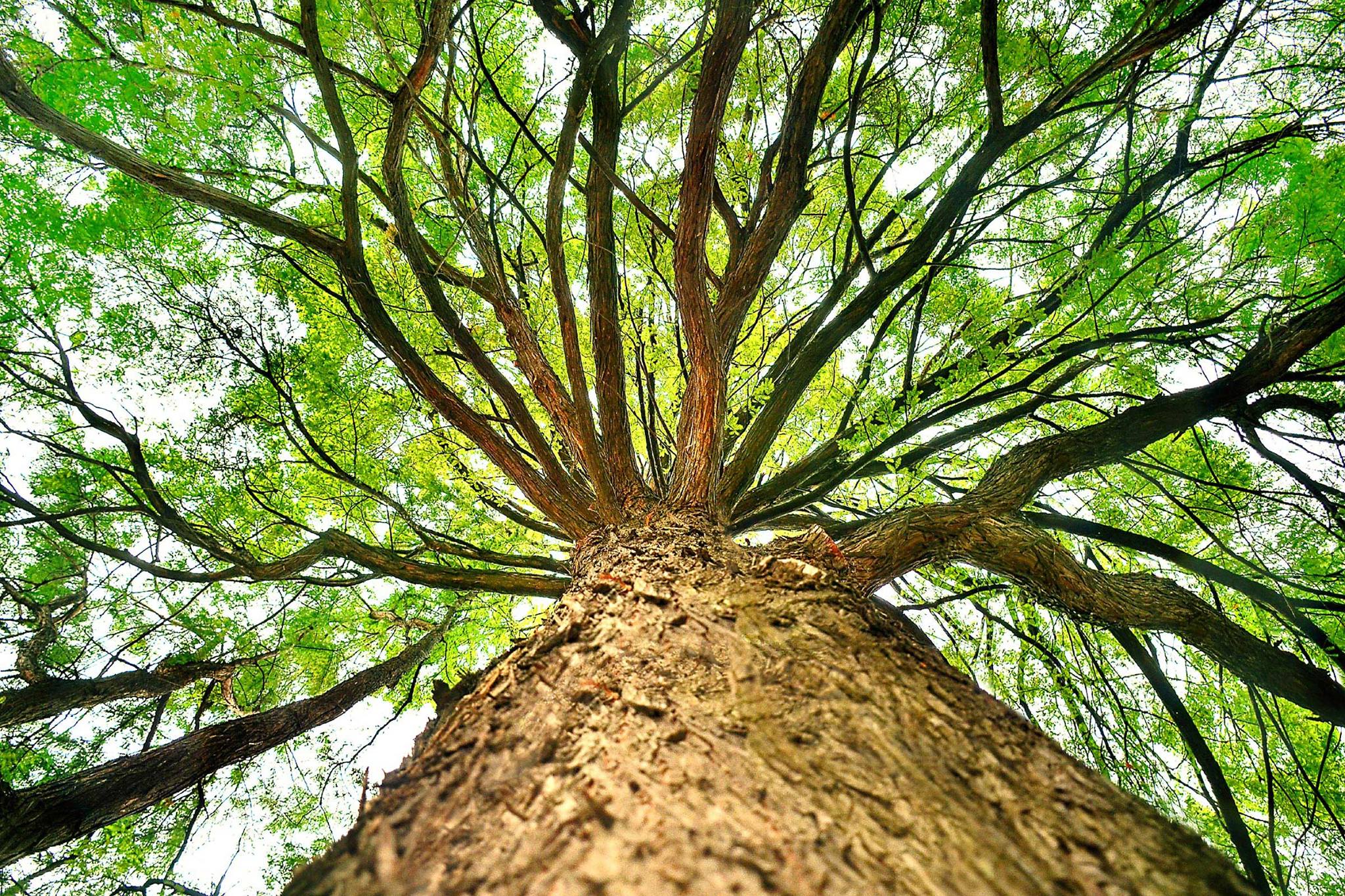 Yates Tree Inc | Tree Services | Tree Trimming | San Antonio, TX