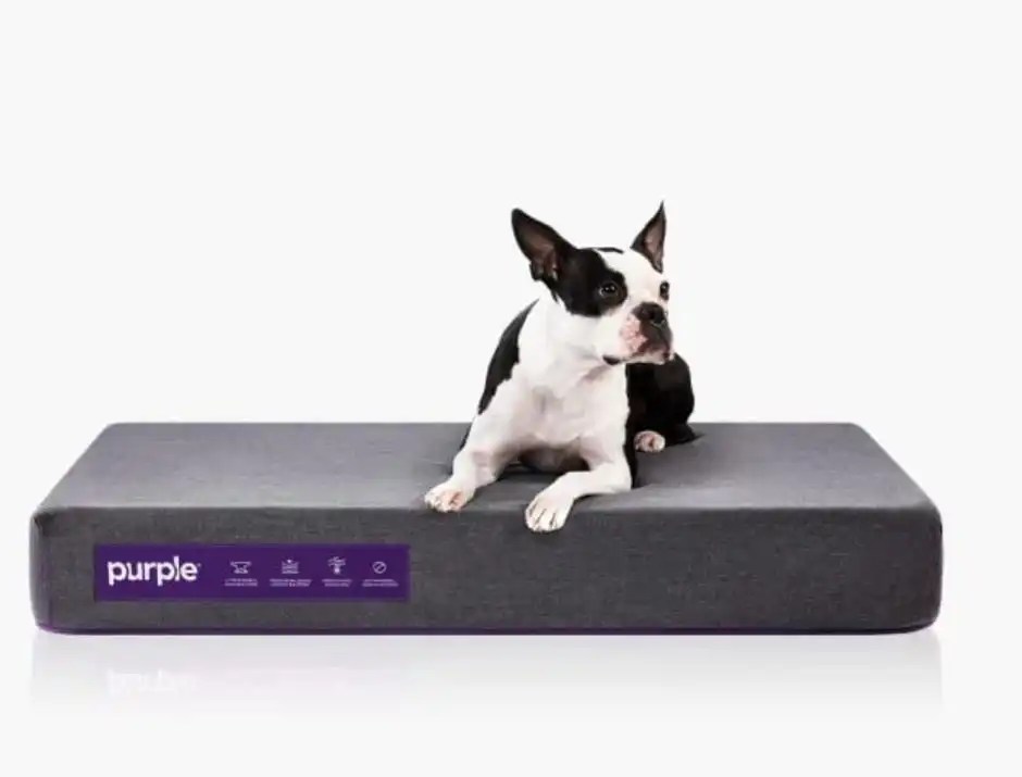 Purple Pet Bed Review Yawnder