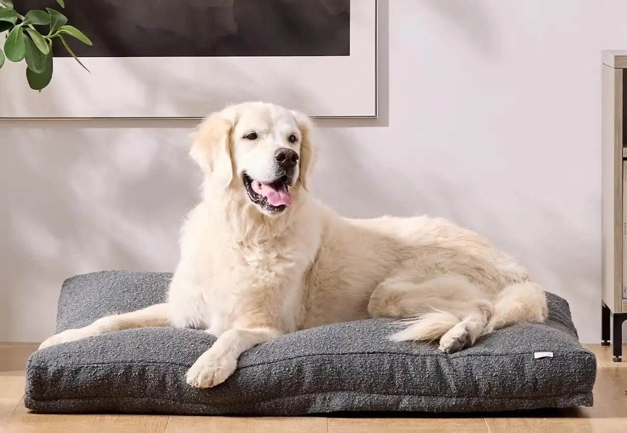 Purple Pet Bed Review Yawnder