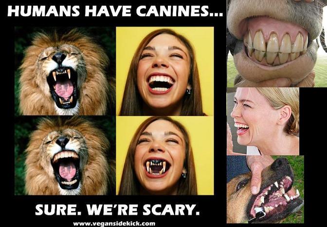 Canine Teeth, herbivore omnivore comparison
