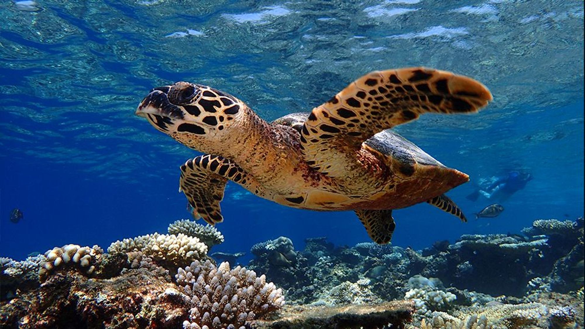 The Maldives underwater world Photo Essay