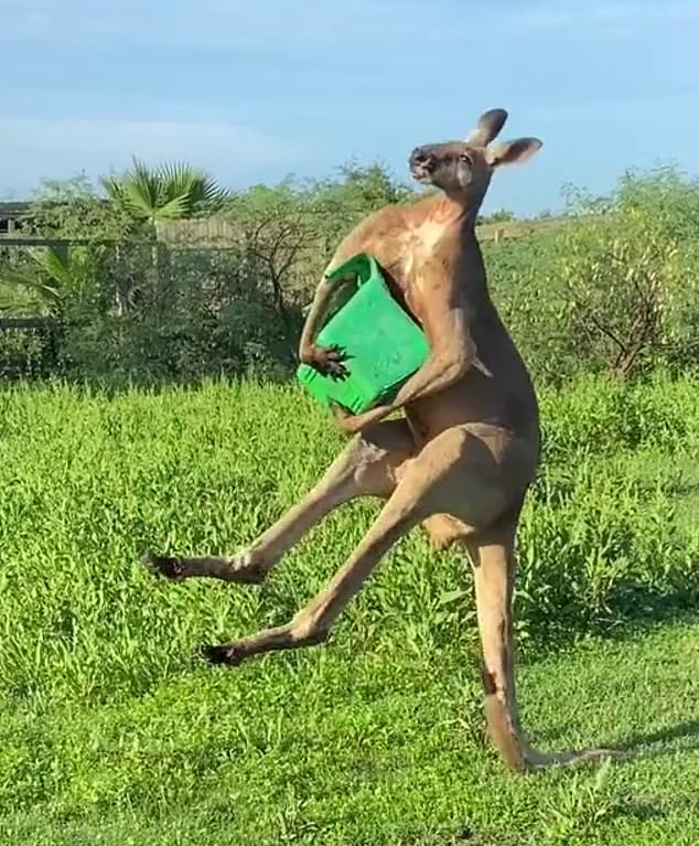 A kangaroo stands with its tail in an American zoo with extremely