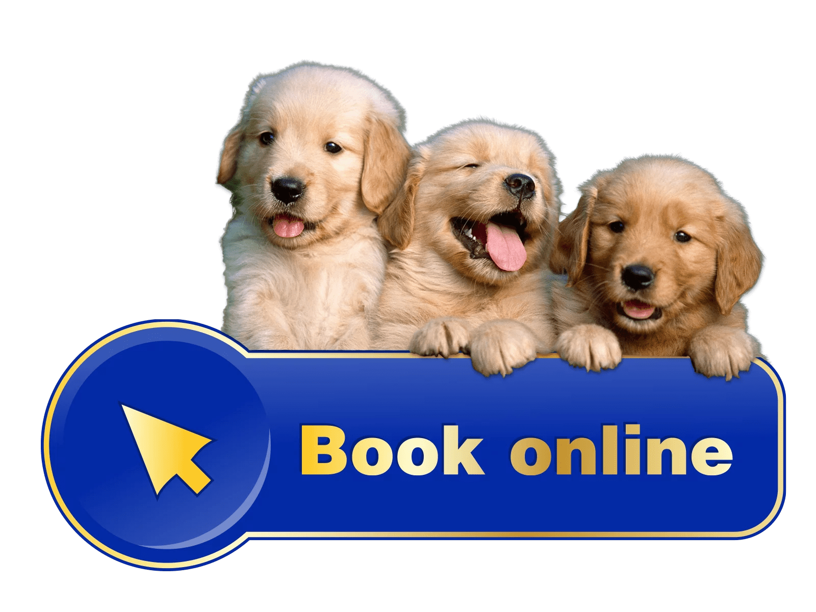 Dog Training Classes Minneapolis