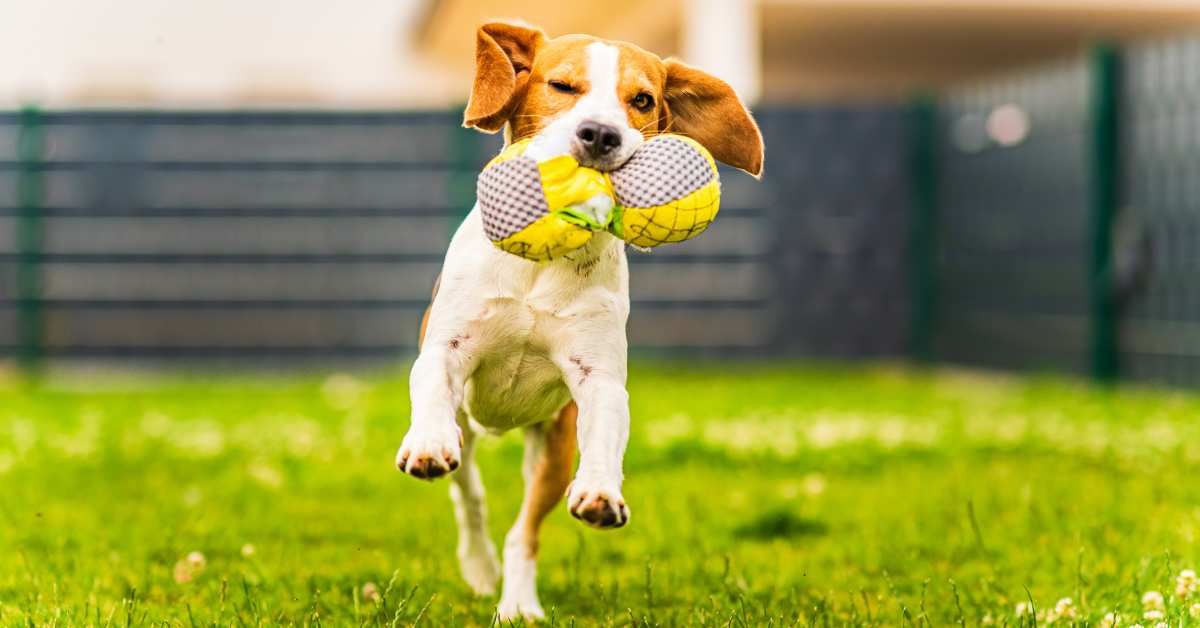 5 Fun Games to Play with Your Dog YDoWeLovePets