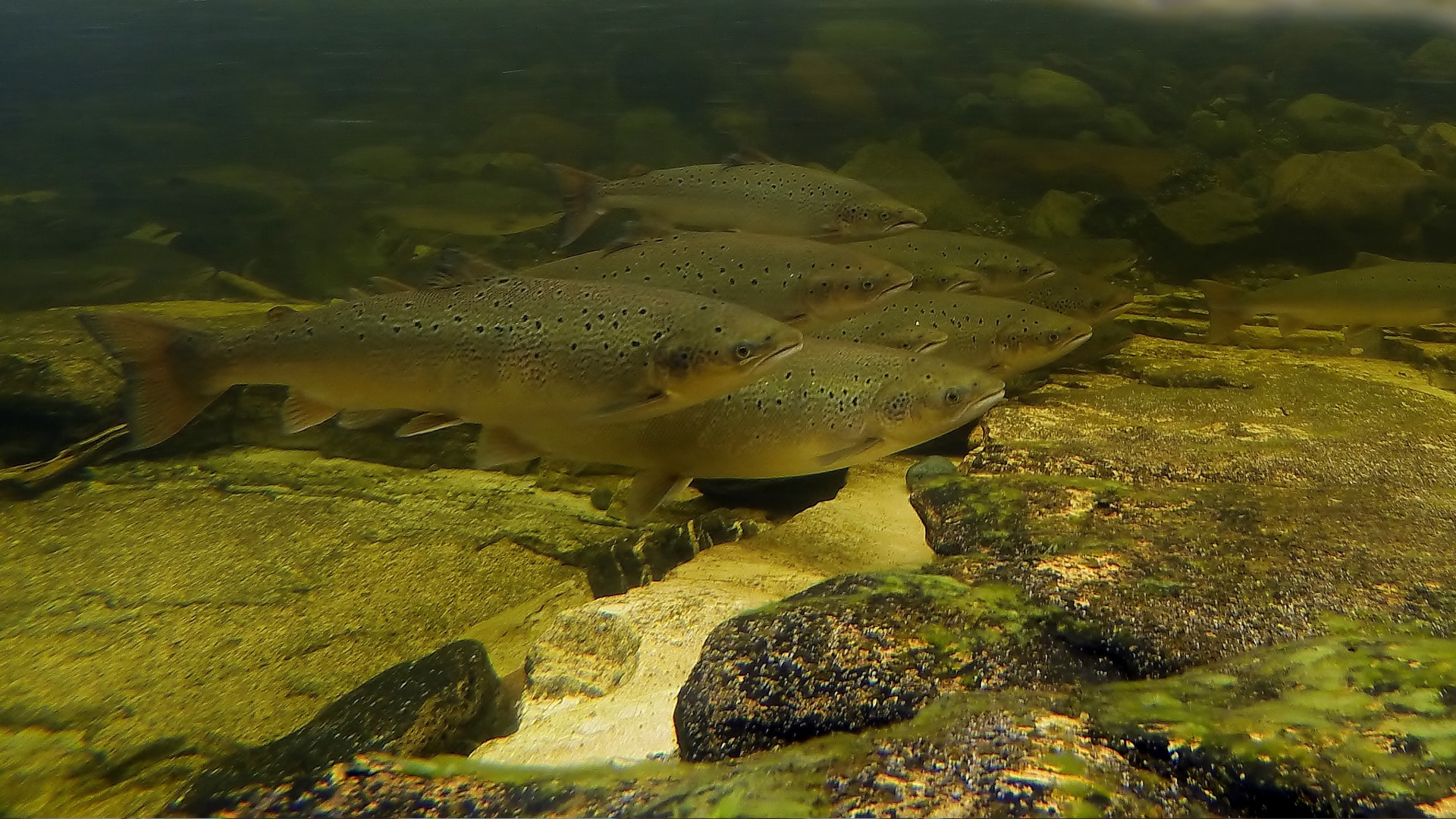 bottom_fish – International Year of the Salmon