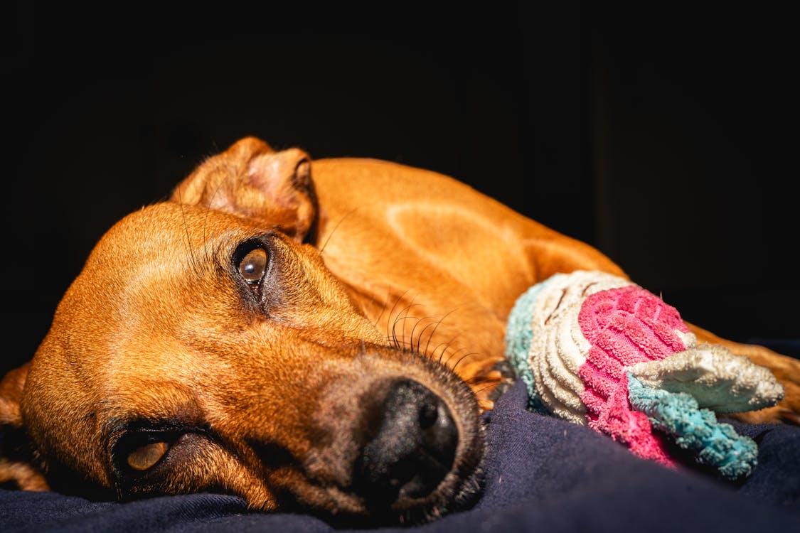 1 Dog Garlic Toxicity Calculator How Much Garlic Is Toxic to Dogs YIHY