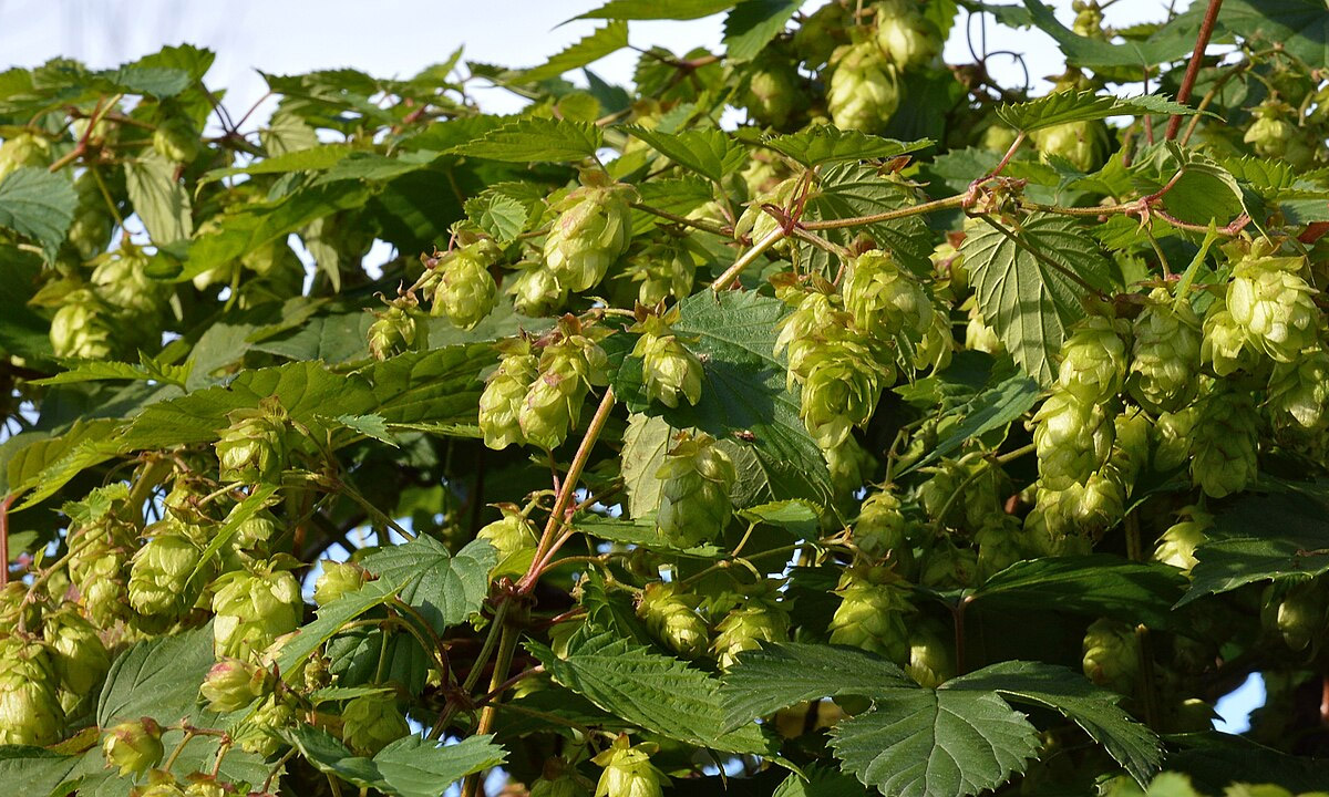 Hops In Beer A Guide To Using Hops in Home Brewing The Yeast Platform