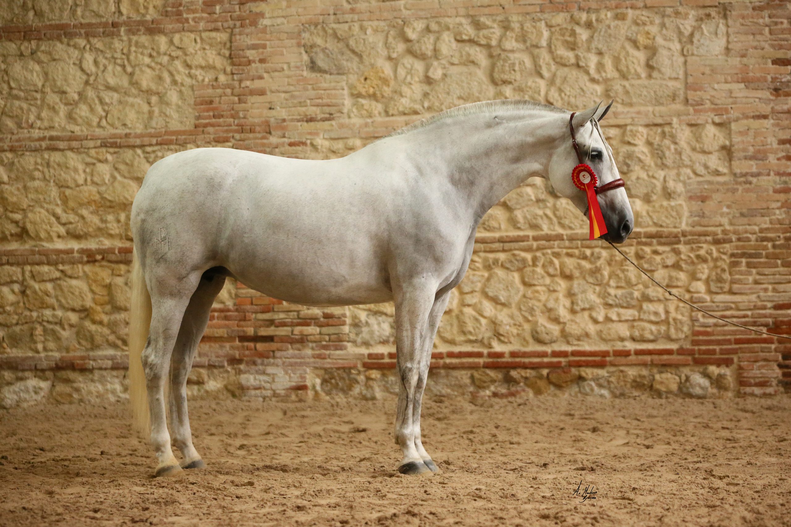 ¿Dónde comprar Caballos Españoles? Yeguada Mater Christi