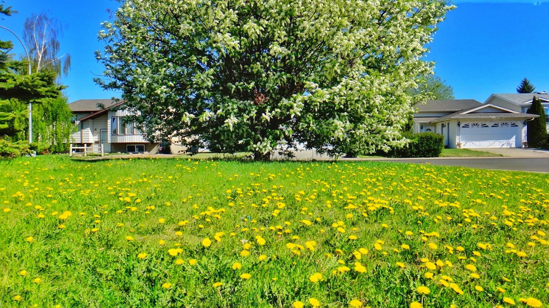 5 Places For Spring Pictures in Edmonton Yegventures.ca