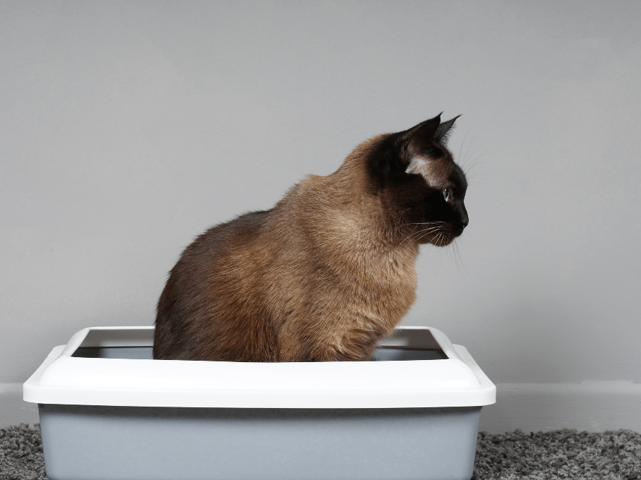 Bladder and Kidney Stones in cats Veterinary Clinic Gateway