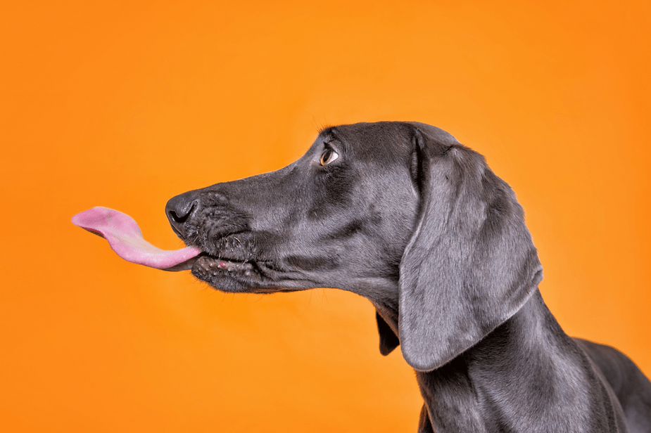 Understanding Your Dog Why is My Dog Licking Air?