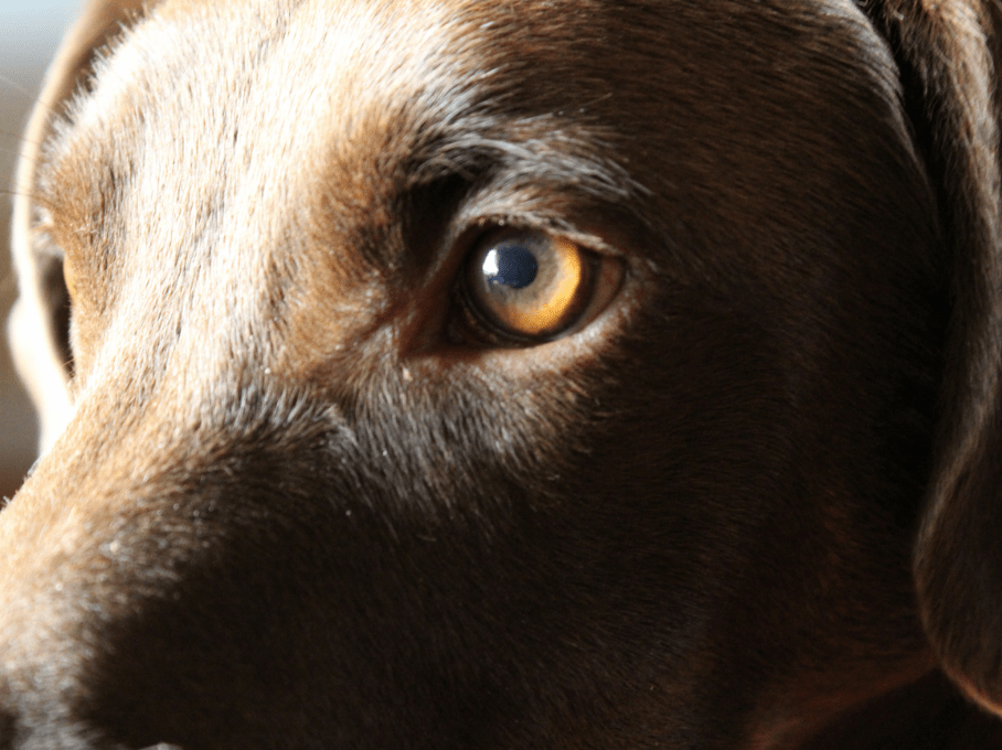 Dog Memory Learning New Tricks and Memory FAQs Gateway Veterinary Centre