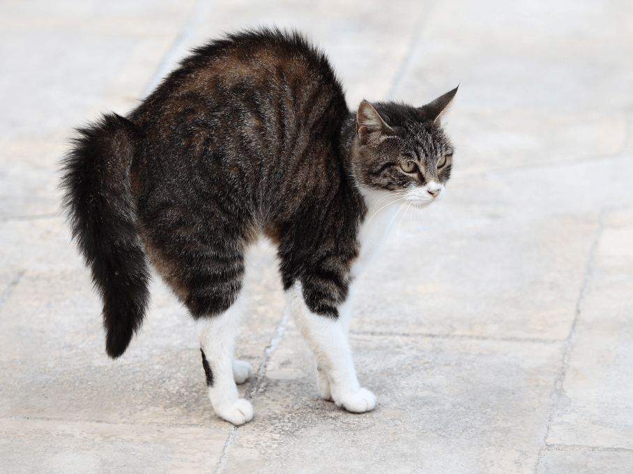 Scared Cats What to Know and What to Do Veterinary Clinic Gateway