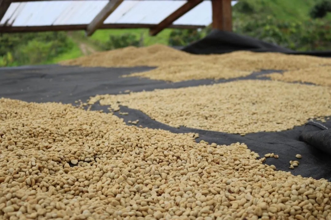 Coopiatã Yellow Rooster Coffee Imports