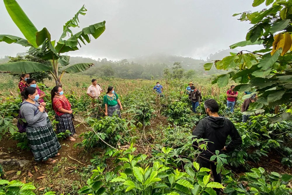 How We Source Yellow Rooster Coffee Imports