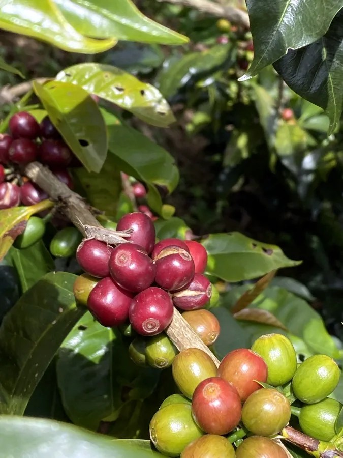 La Coipa Community Yellow Rooster Coffee Imports
