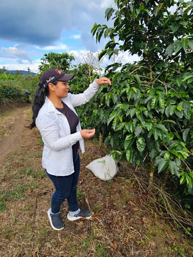 Marceli Calderón Yellow Rooster Coffee Imports