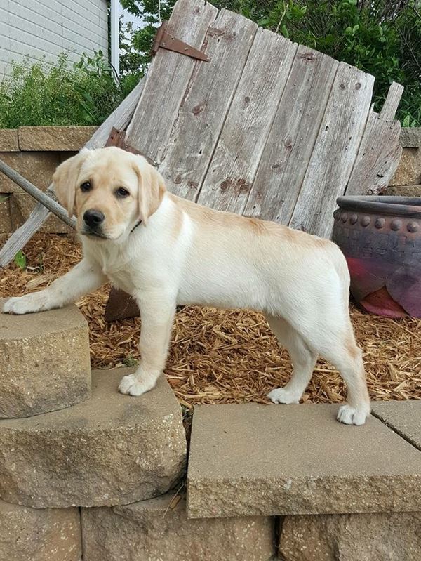 2016 Litters Yellow Rose Labradors