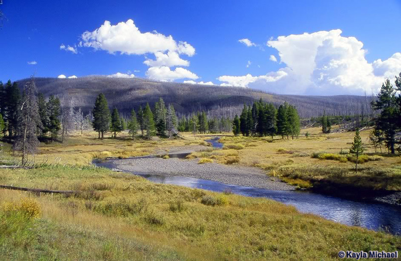 Chipmunk Creek Yellowstone National Park Yellowstone Up Close and