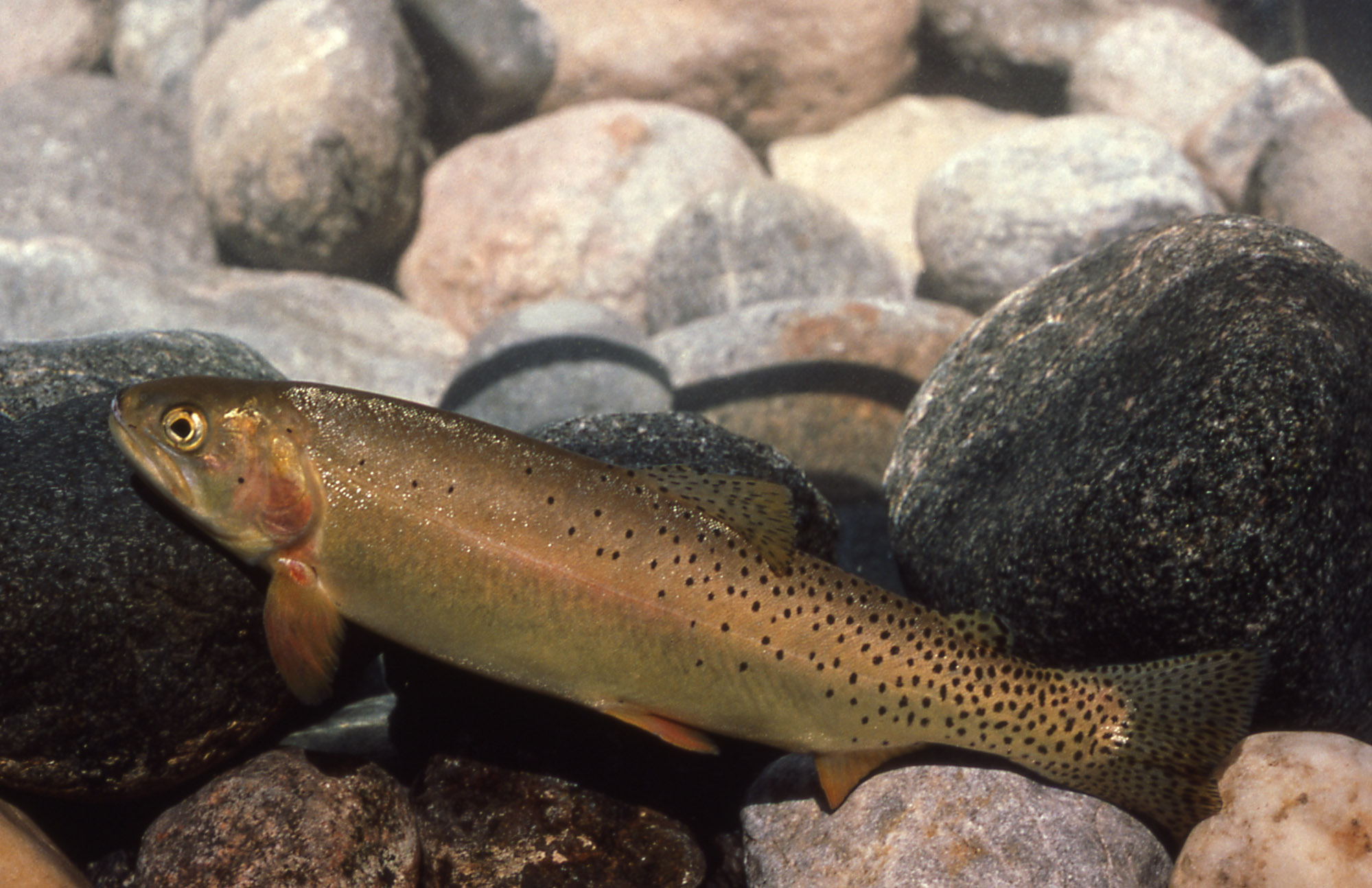 Yellowstone Lake Trout Removal Succeeding Experts Yellowstone Insider