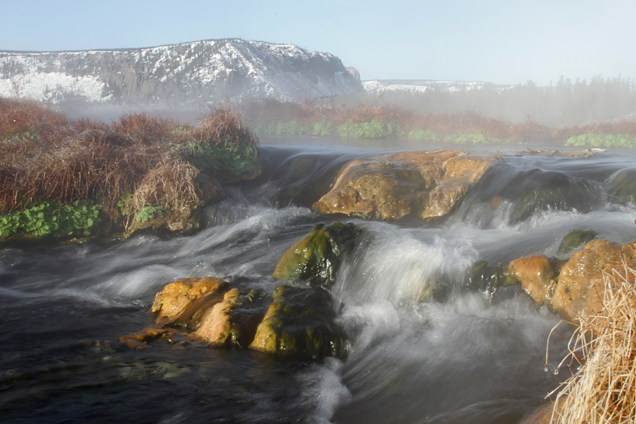 Yellowstone Natural History Yellow Monkey Flower Yellowstone Insider
