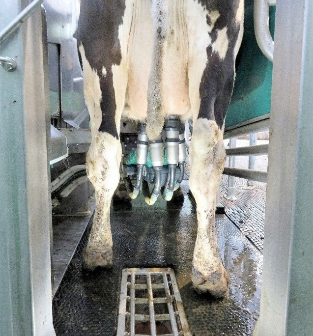 Robots Milking Cows Over 5G in England Robot News