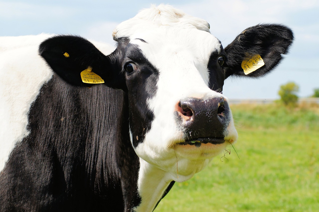 Robots Milking Cows Over 5G in England Robot News