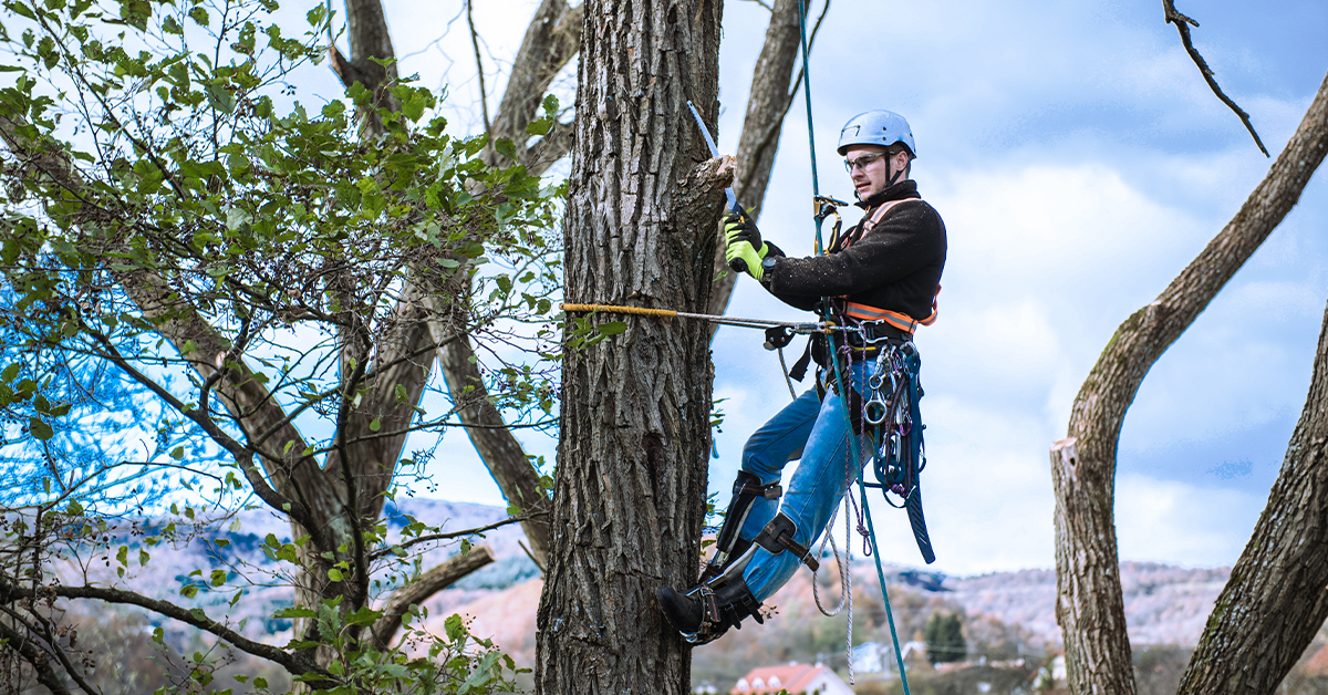 Tree Trimming and Removal When to Hire an Expert Yelp