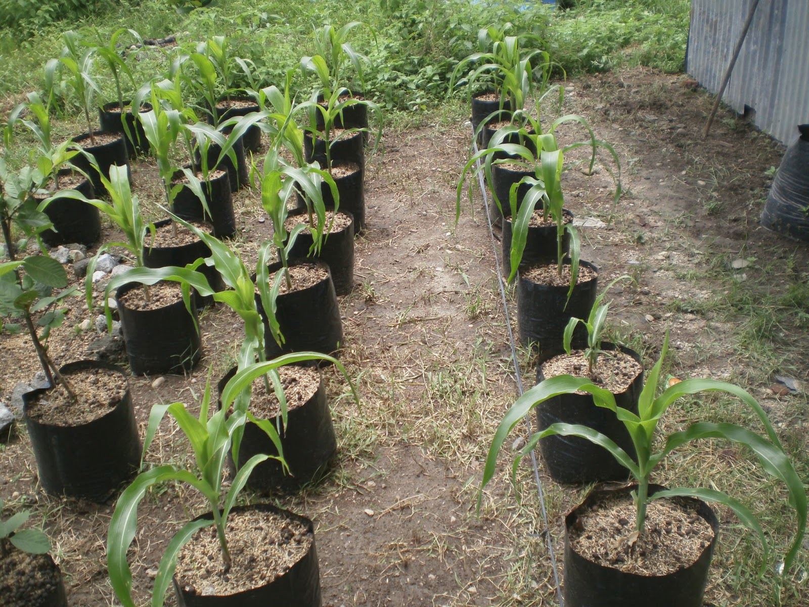Cara Budidaya Jagung Manis di Polybag Yentit Blog