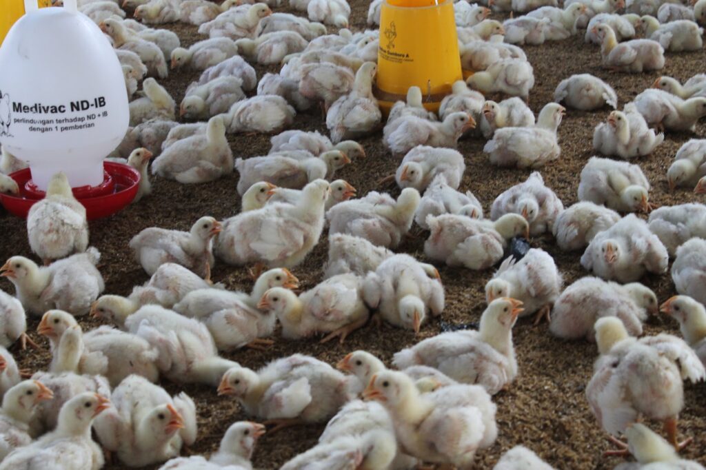 Cara Memelihara Ayam Potong dari Kecil Hingga Siap Panen