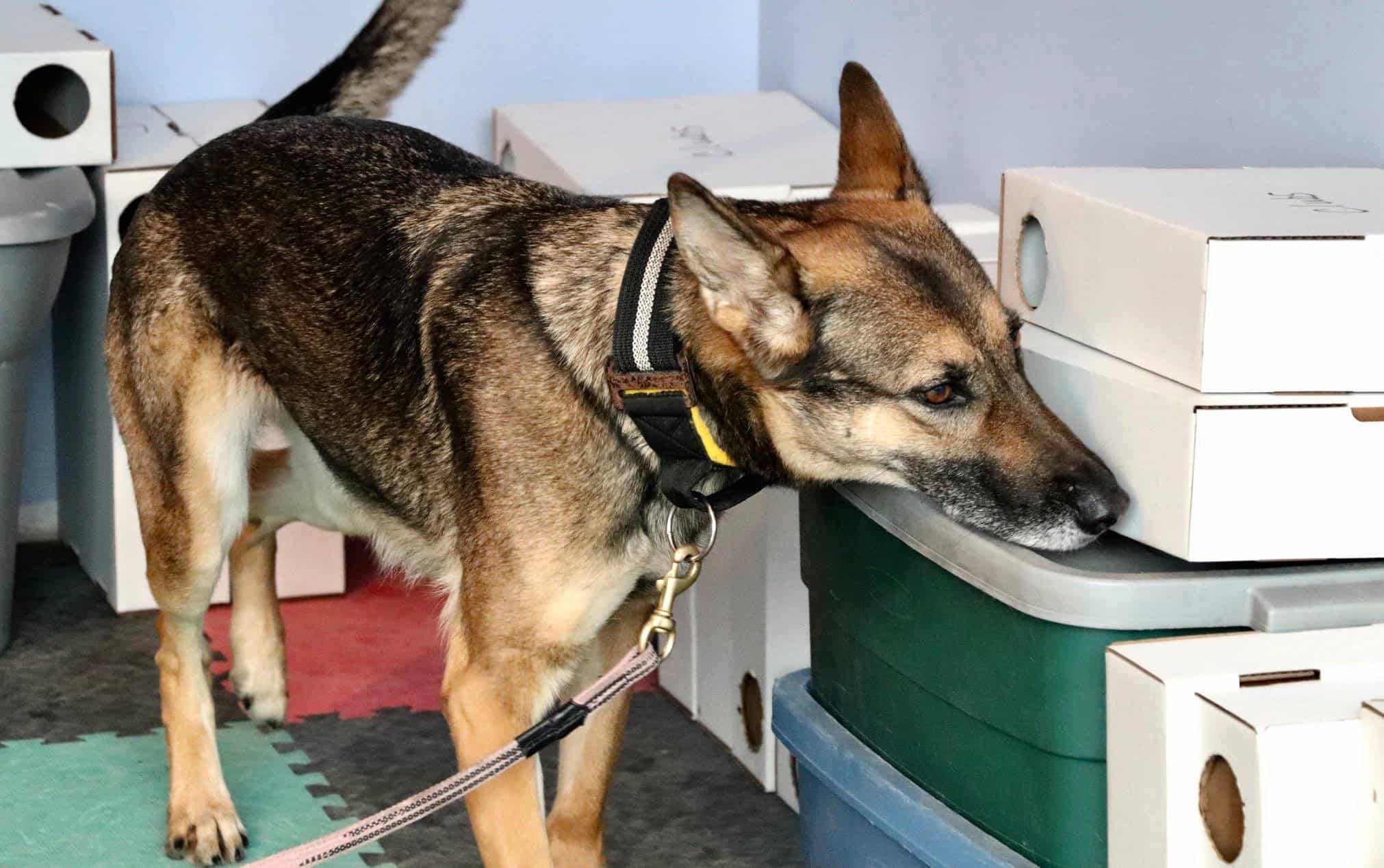 Scent Work Training for your Dog