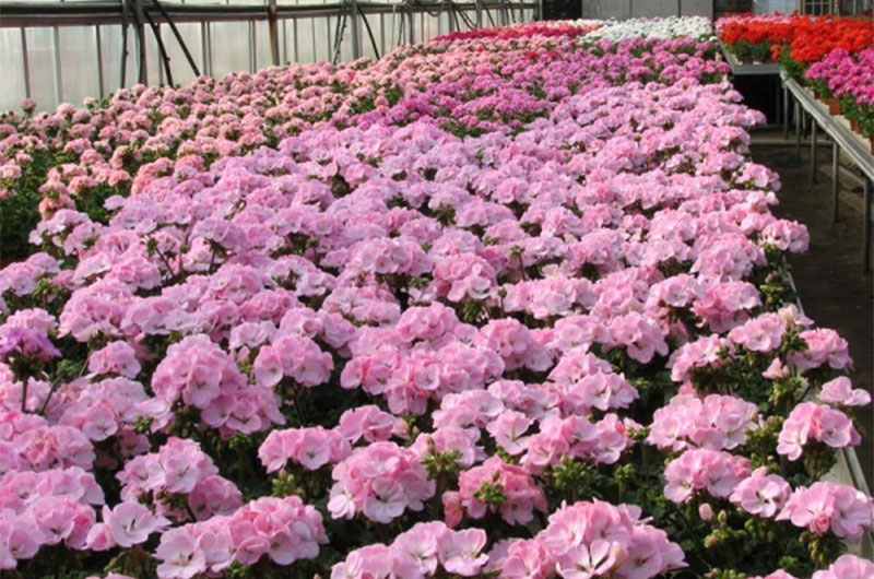 BehindtheScenes at Bartlett’s Farm Yesterdays Island, Todays Nantucket