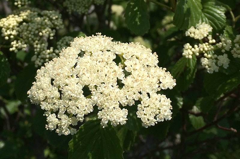 Wildflowers on Nantucket Yesterdays Island, Todays Nantucket